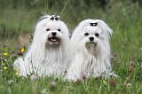 BICHON MALTAIS 016